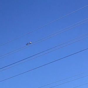 Meet your Posher, Saman